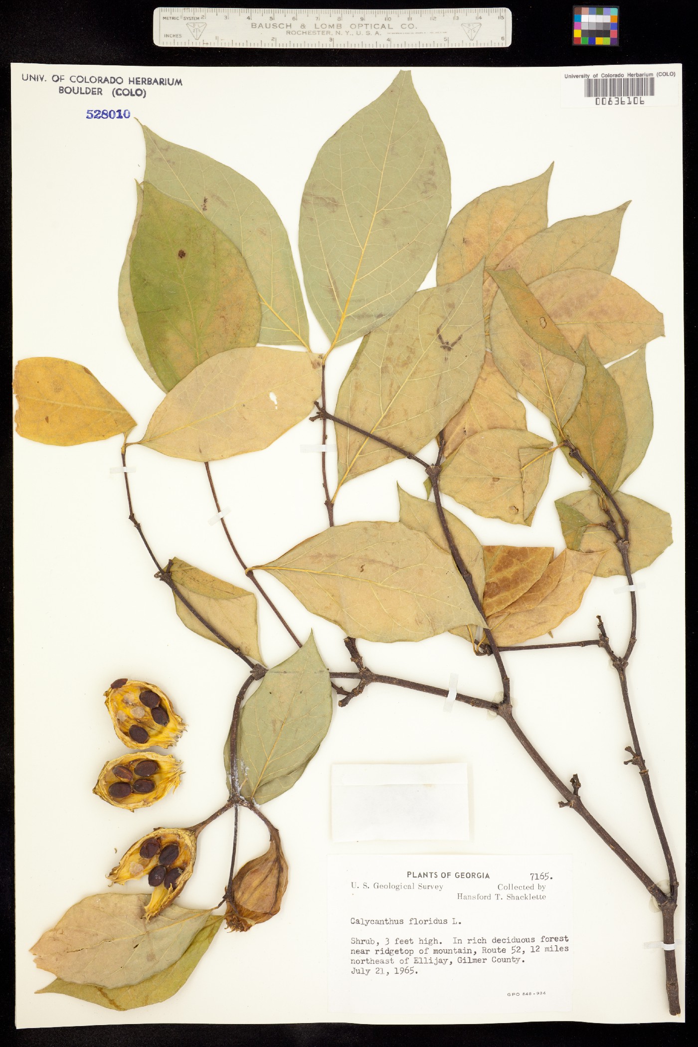 Calycanthus floridus image
