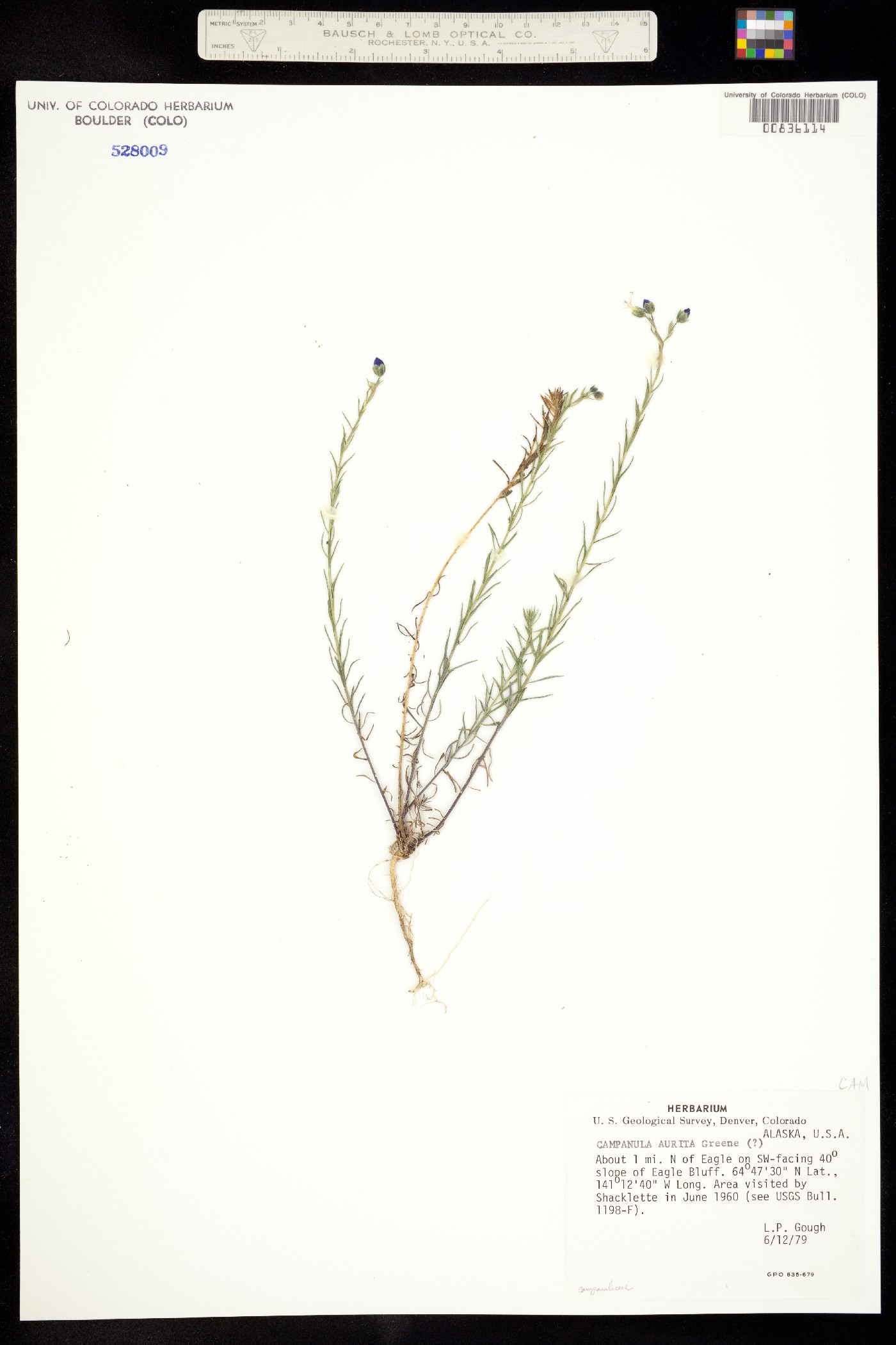 Campanula aurita image