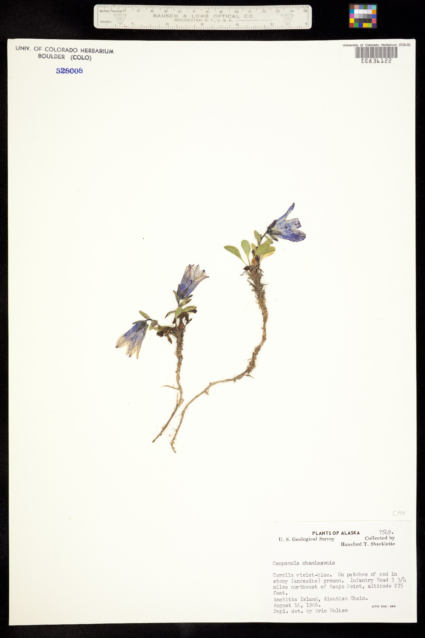 Campanula dasyantha ssp. chamissonis image