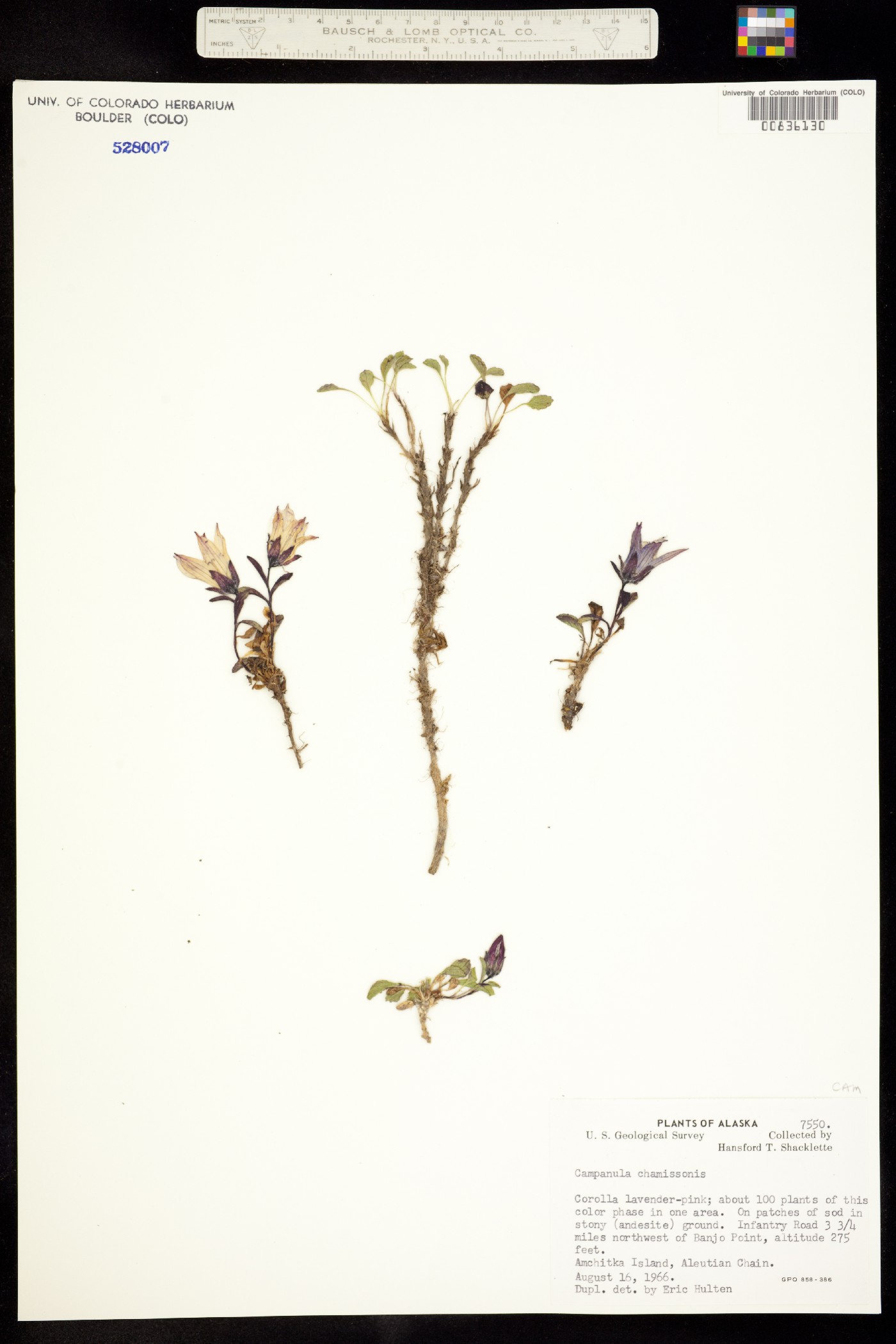 Campanula dasyantha ssp. chamissonis image