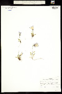 Campanula lasiocarpa image