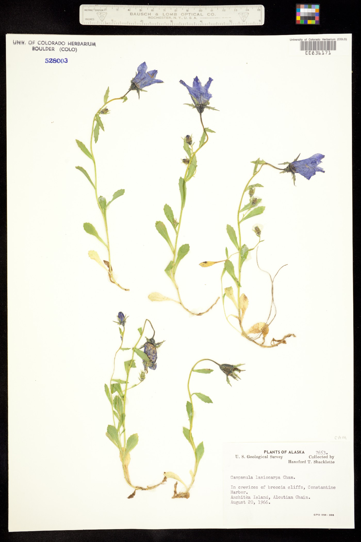 Campanula lasiocarpa image