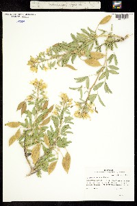 Image of Isomeris arborea
