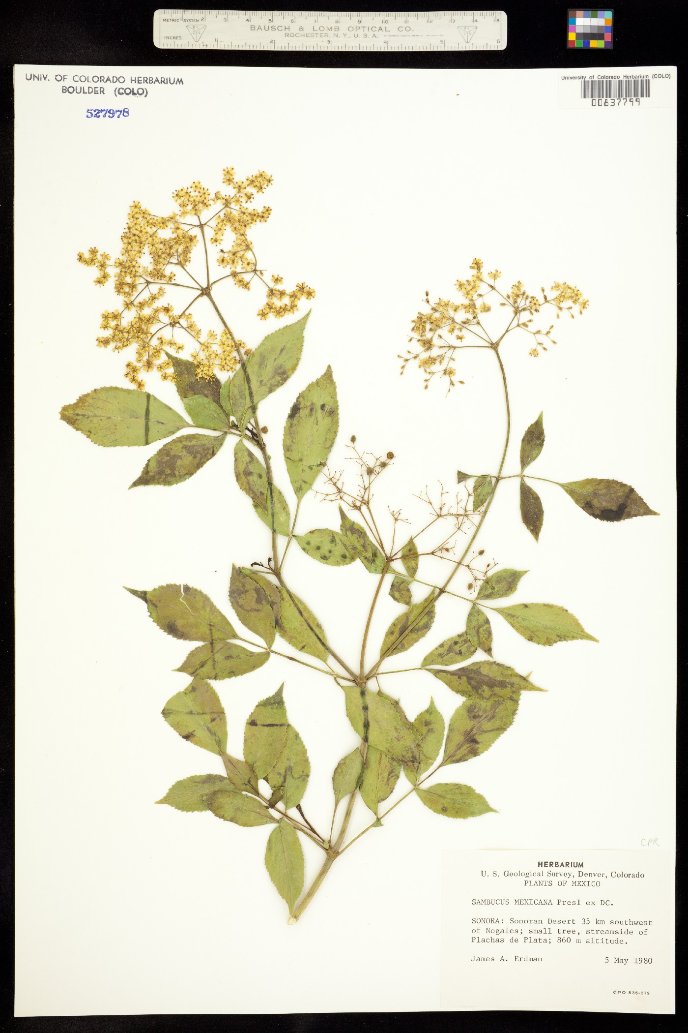 Sambucus nigra ssp. canadensis image