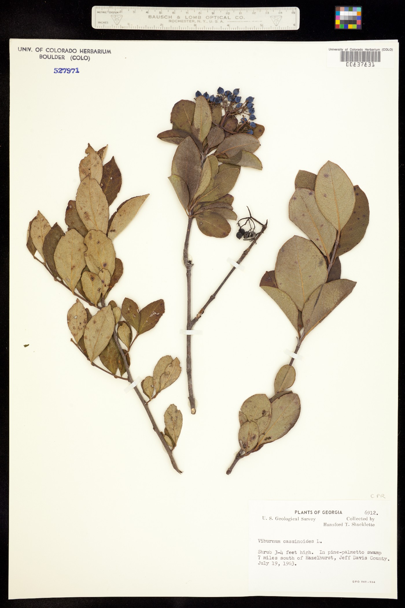 Caprifoliaceae image