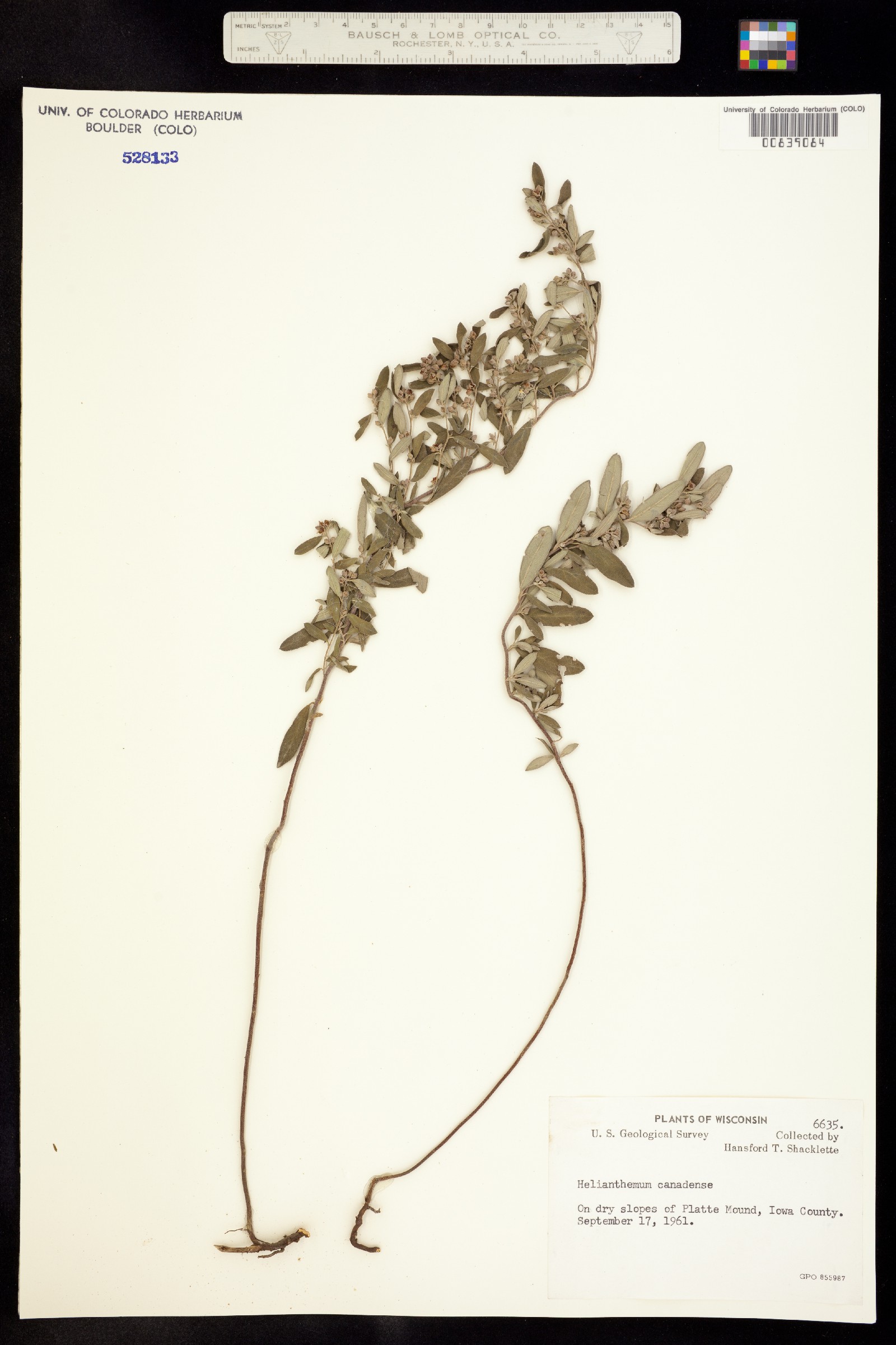 Helianthemum canadense image