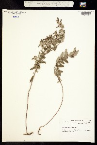 Image of Crocanthemum canadense
