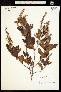 Image of Clethra alnifolia