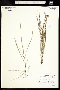 Image of Tradescantia rosea