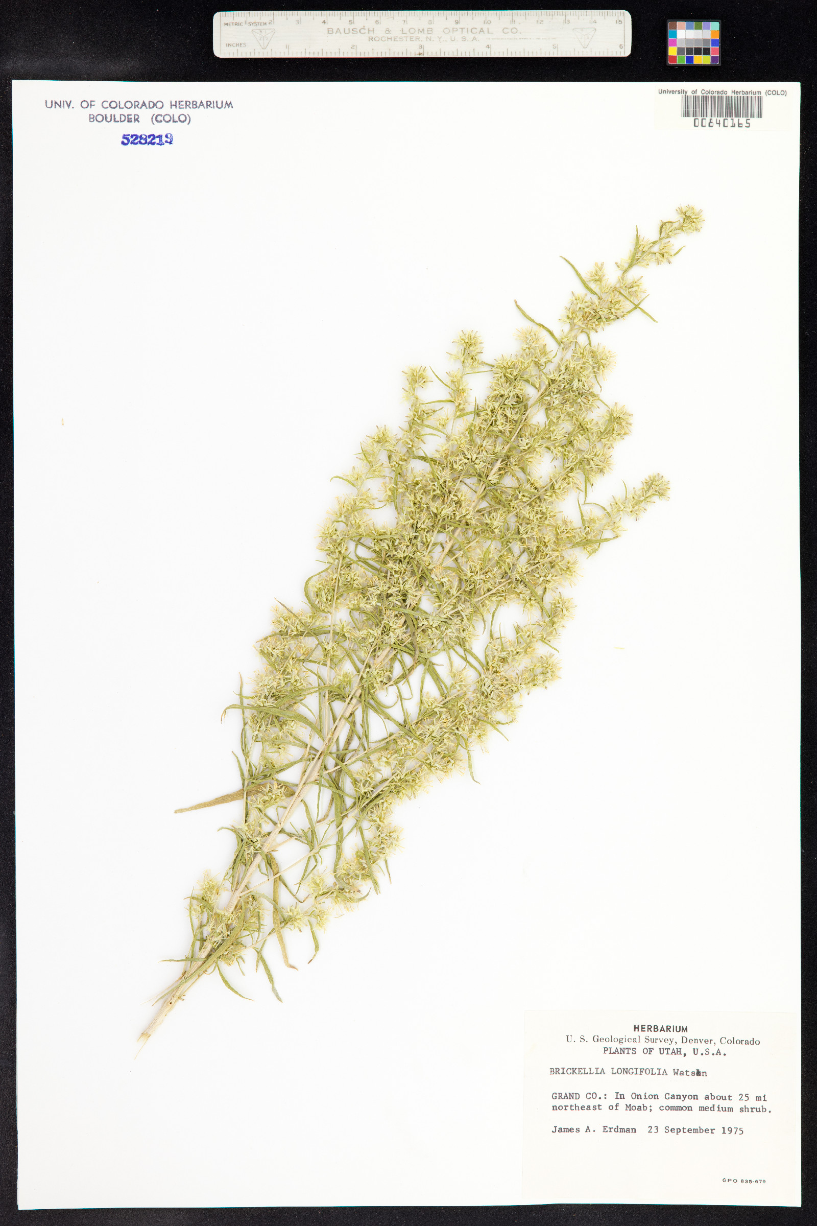 Brickellia longifolia image