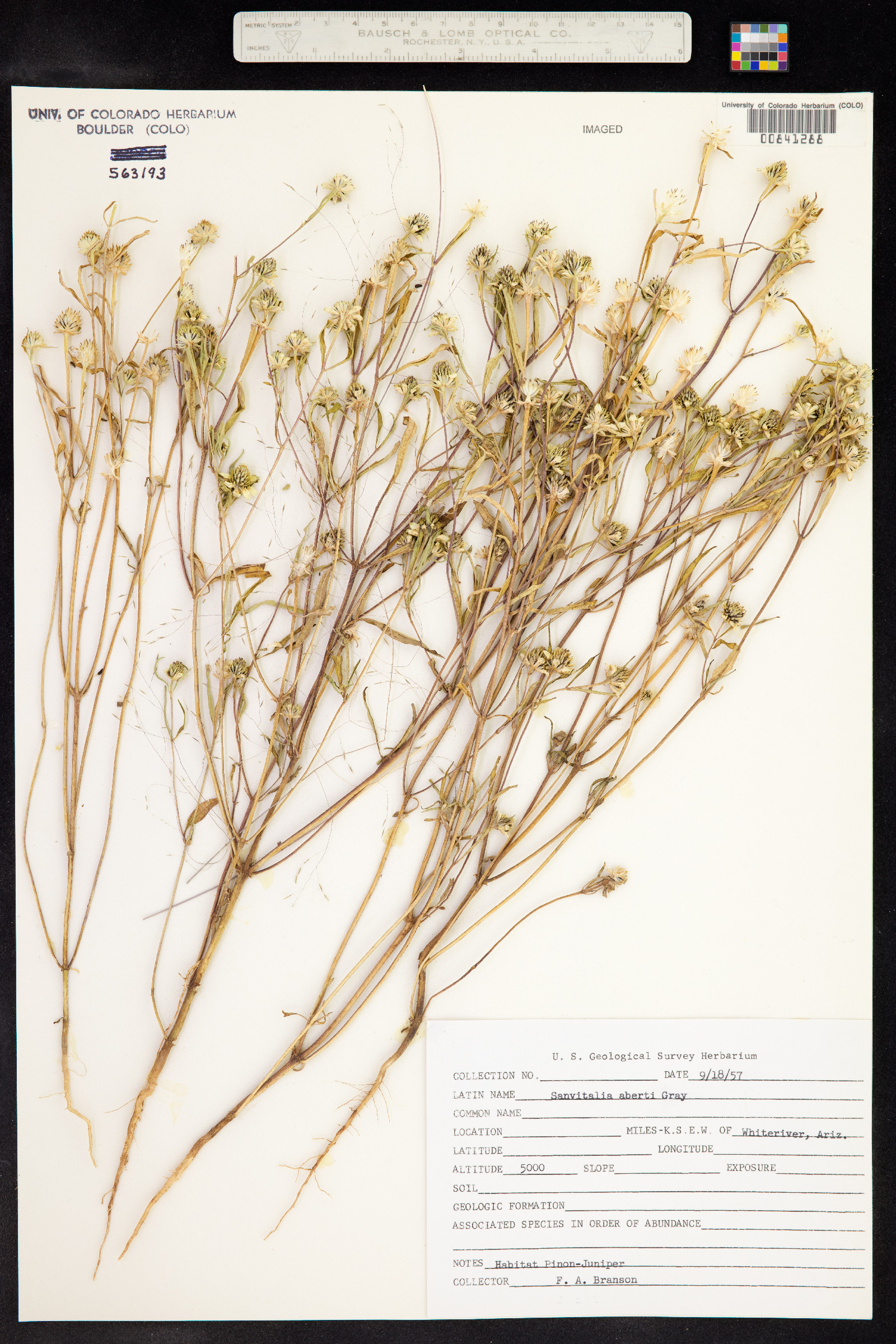 Sanvitalia abertii image