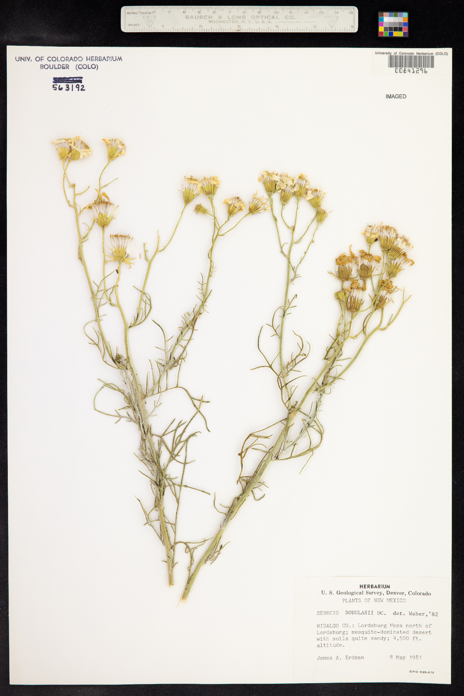 Senecio flaccidus var. douglasii image