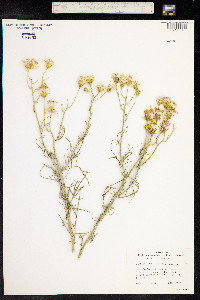 Senecio flaccidus image