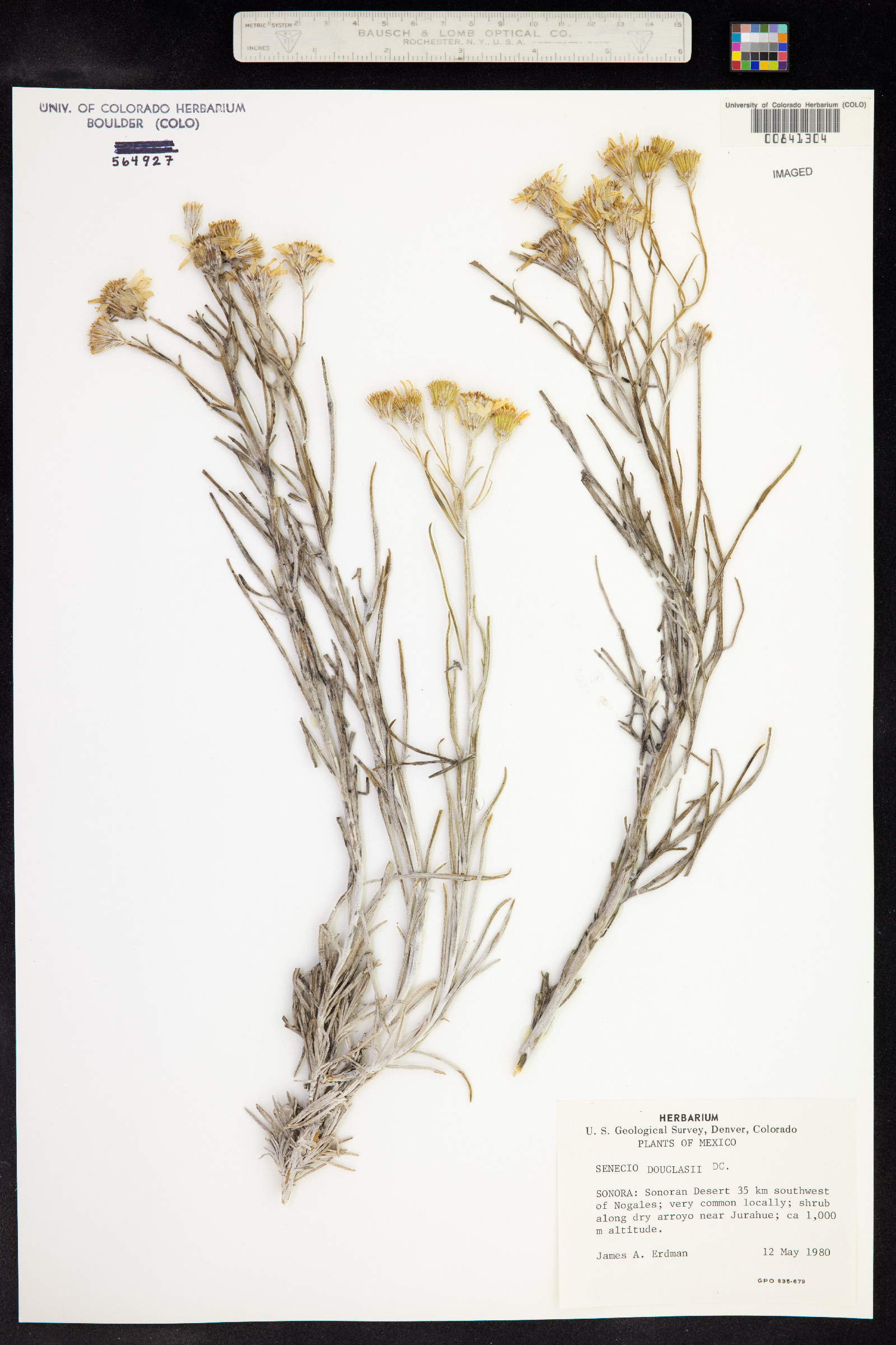 Senecio flaccidus var. douglasii image