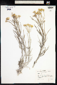 Senecio flaccidus image