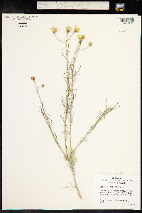 Senecio flaccidus image