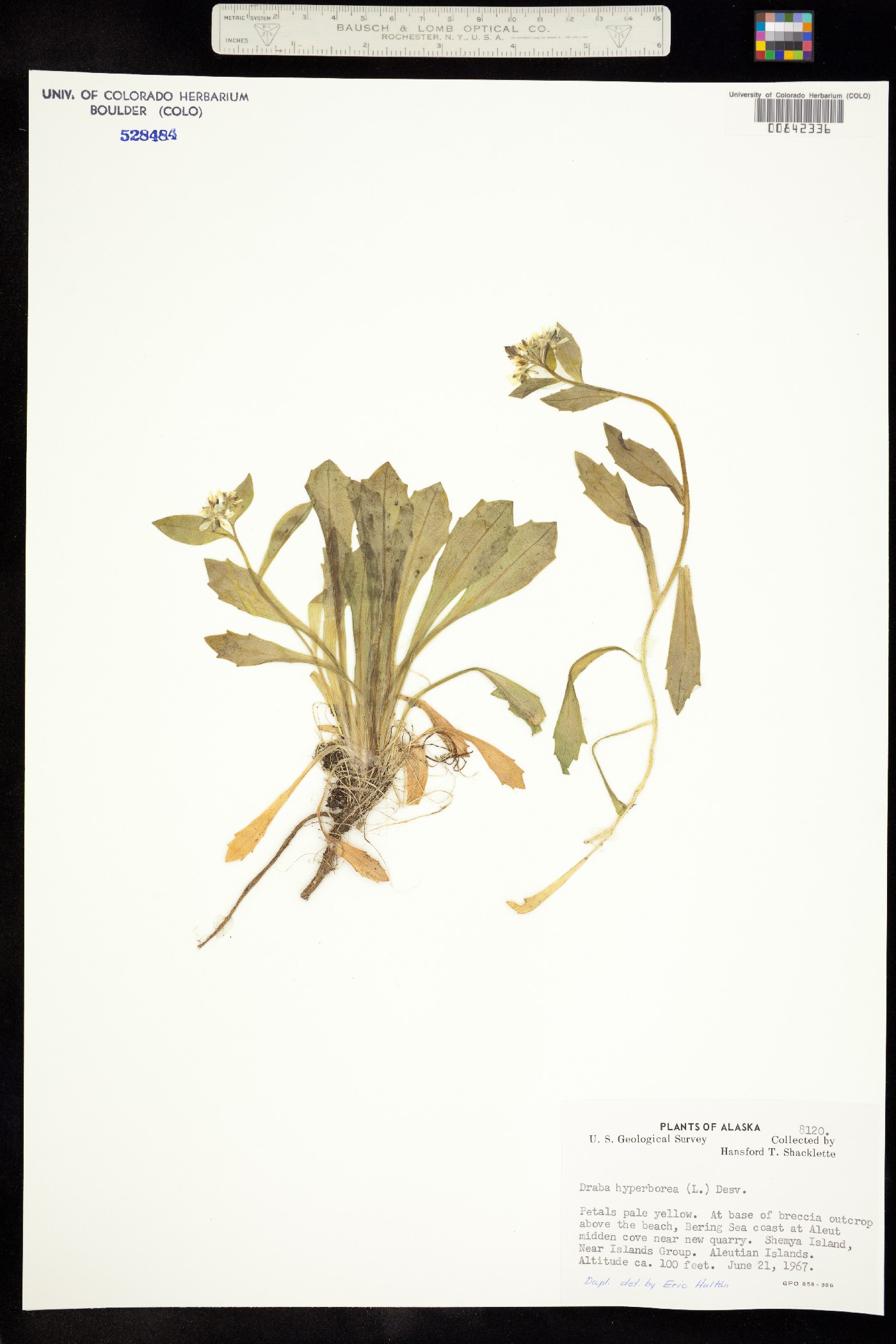 Draba hyperborea image