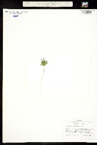 Image of Cardamine bellidifolia