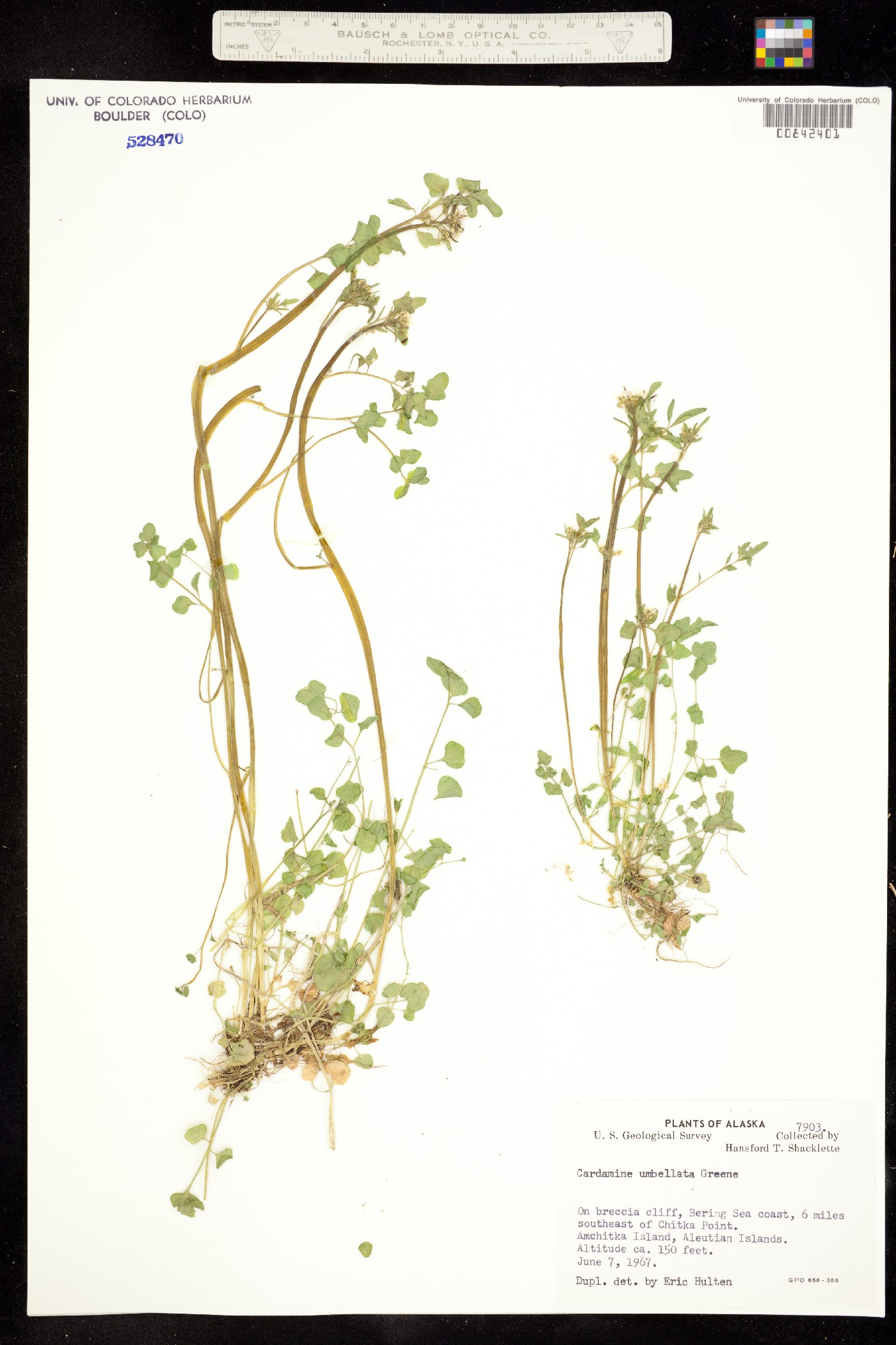 Cardamine umbellata image