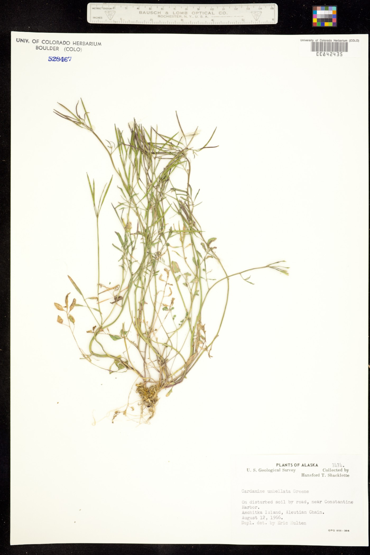 Cardamine umbellata image