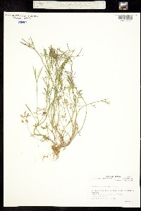 Cardamine umbellata image