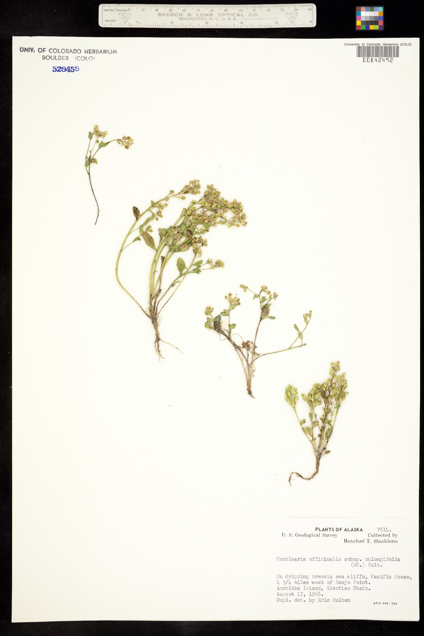 Cochlearia officinalis image