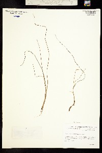 Image of Syringodium filiforme