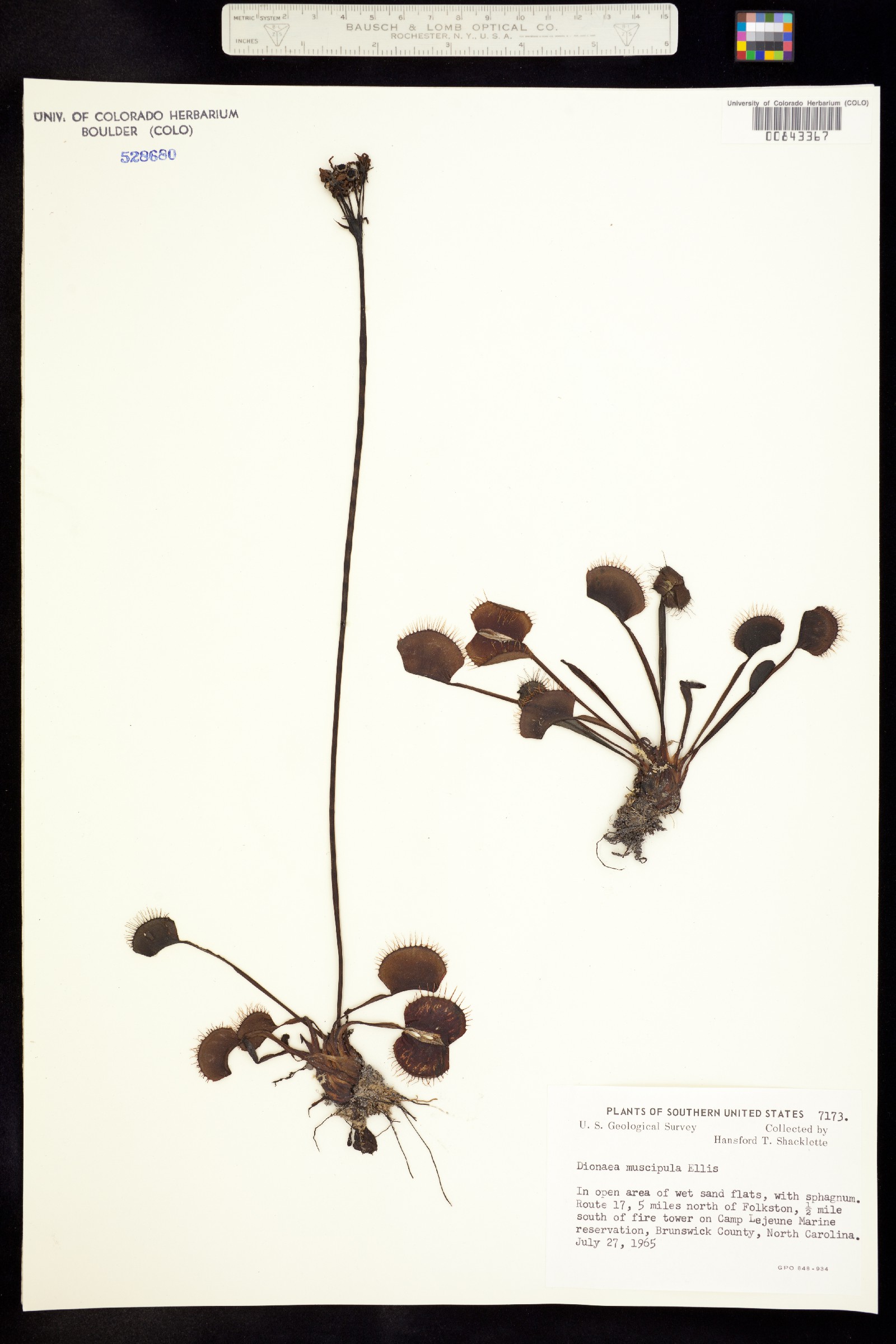 Dionaea image
