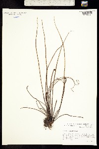 Image of Drosera filiformis