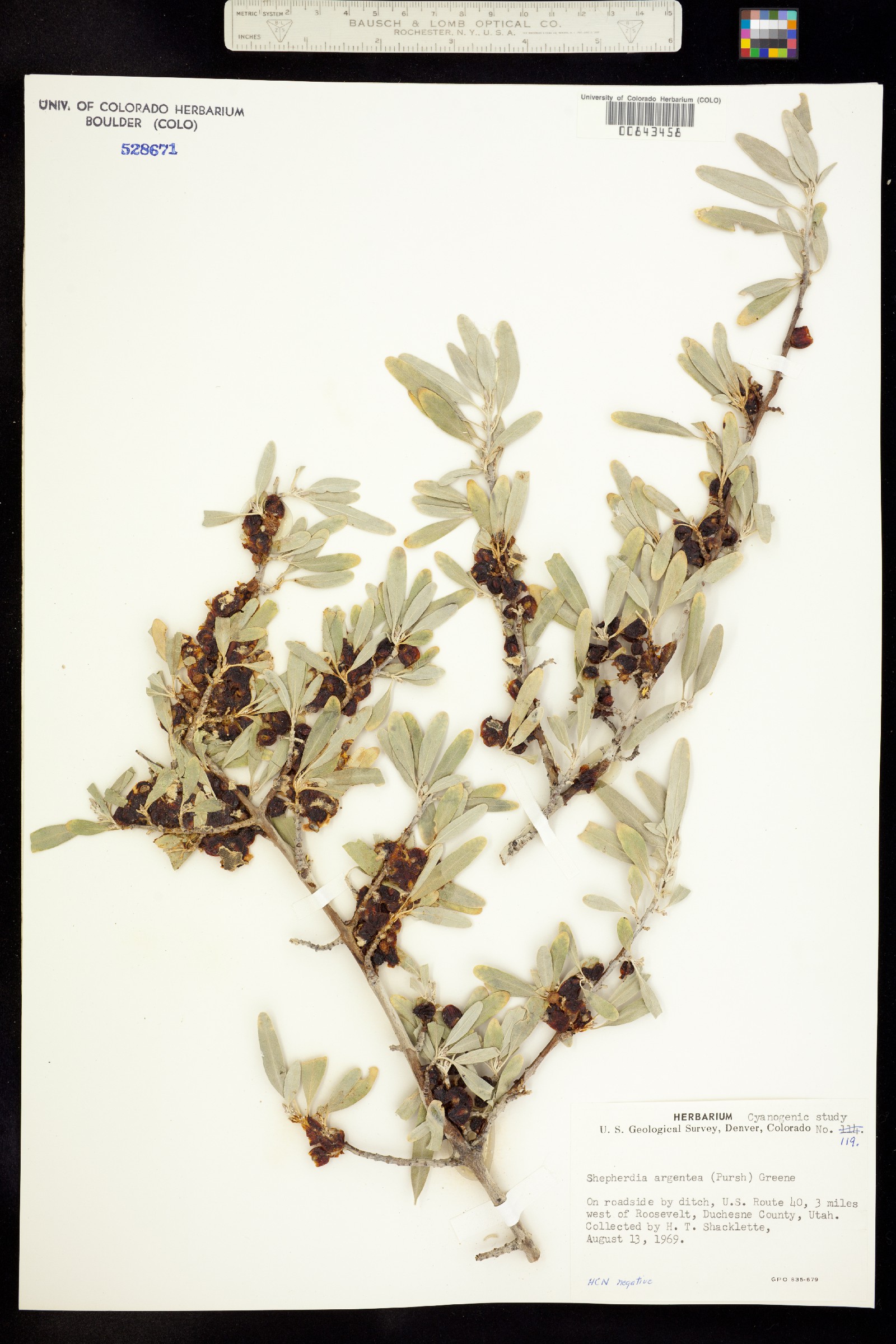 Shepherdia argentea image