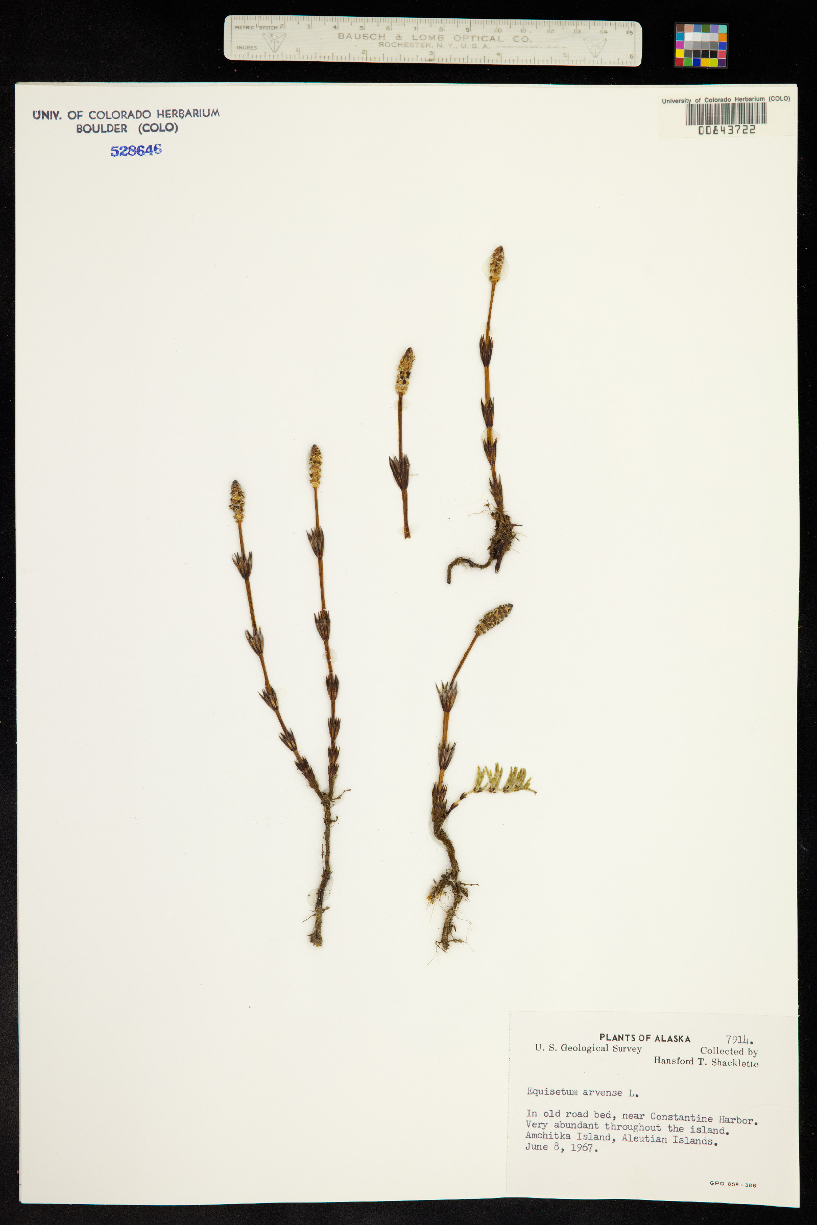 Equisetum arvense image