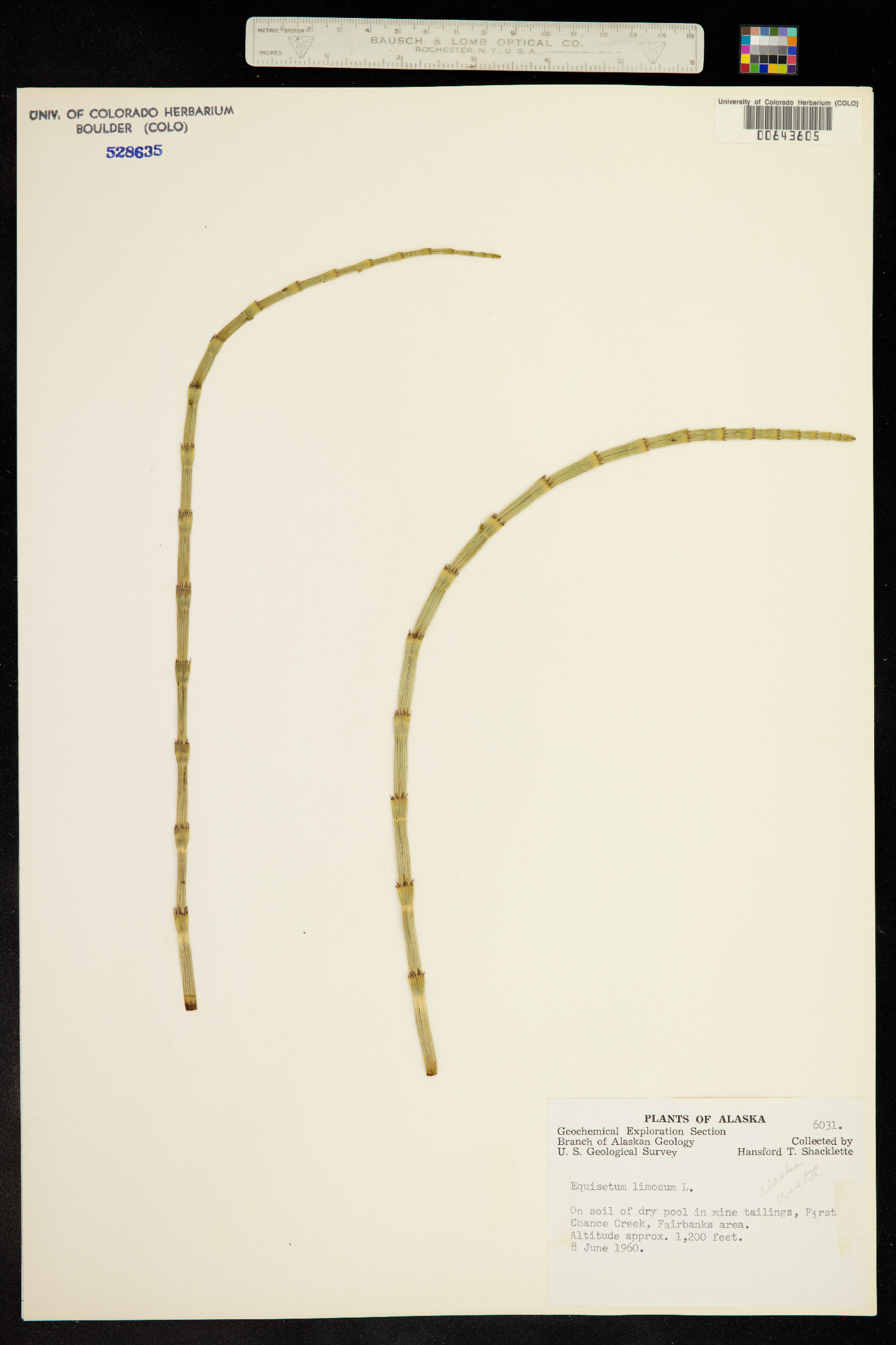 Equisetum limosum image