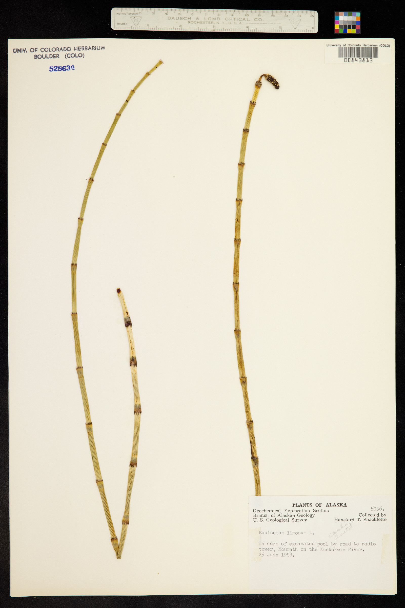 Equisetum limosum image