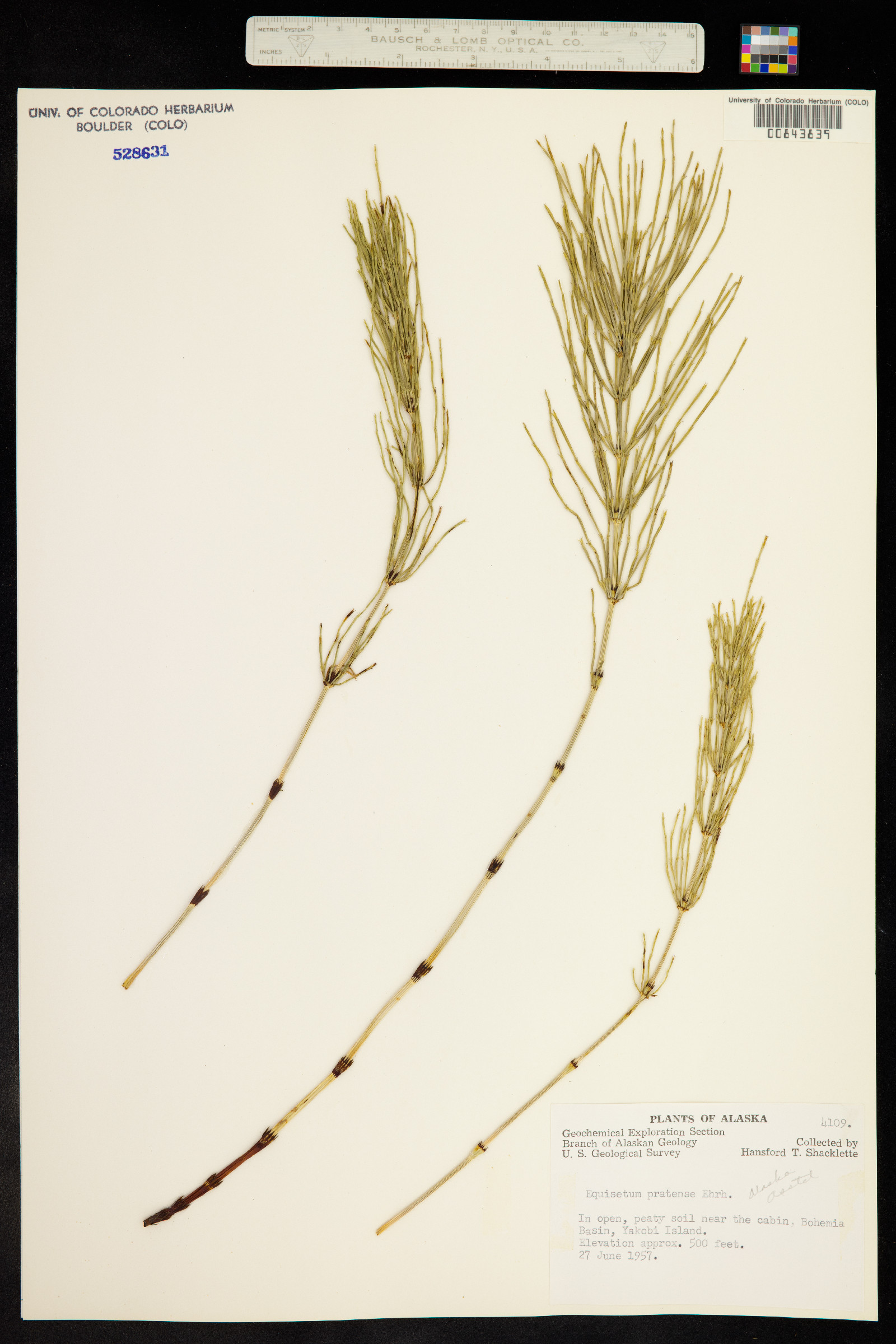 Equisetum pratense image
