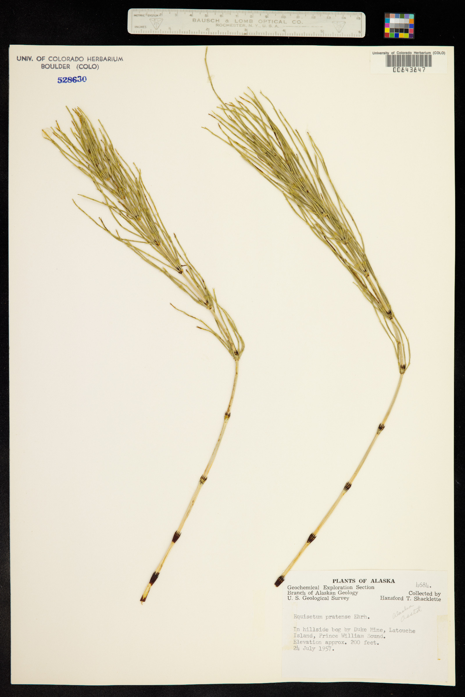 Equisetum pratense image