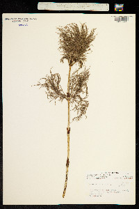 Equisetum sylvaticum image