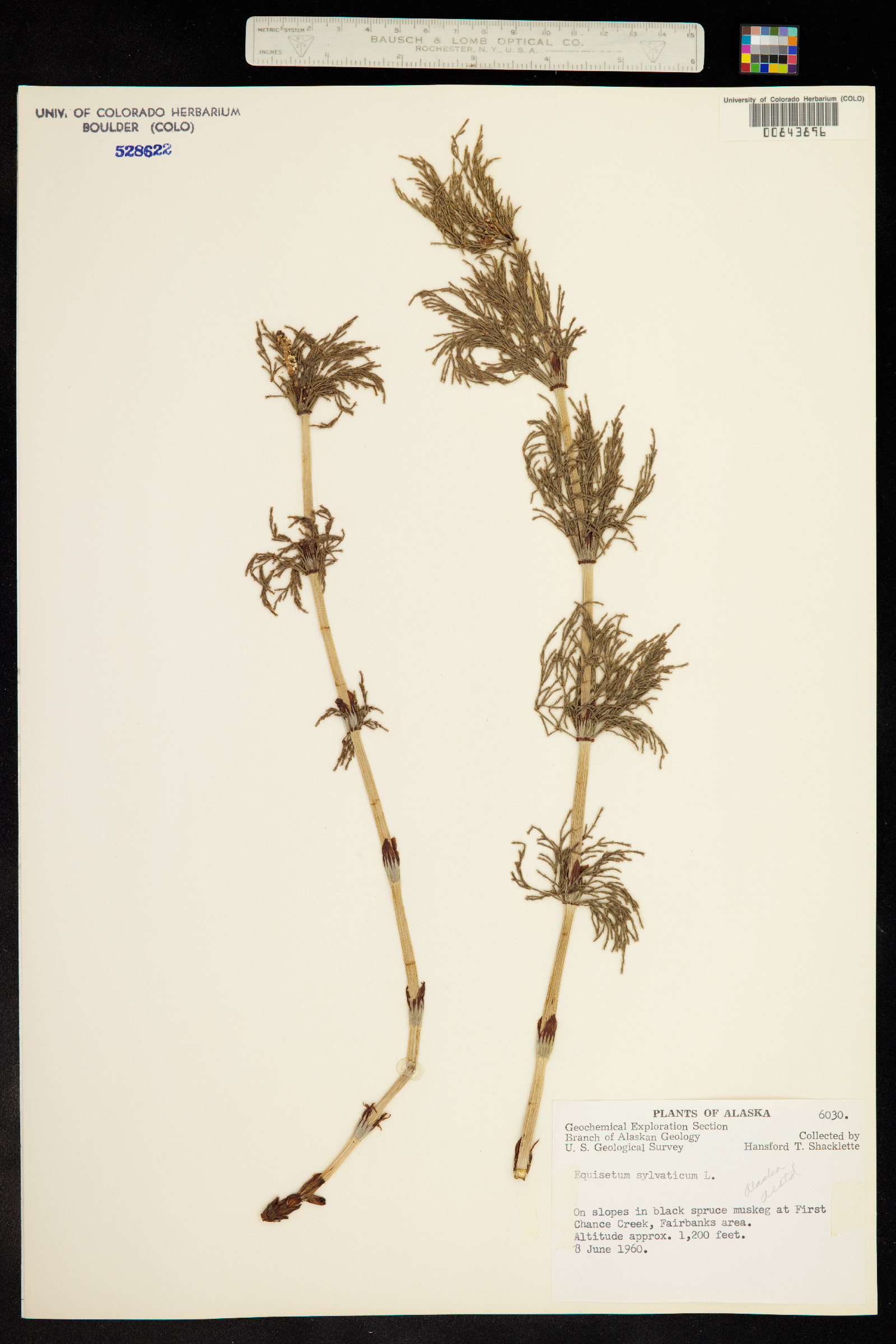 Equisetum sylvaticum image
