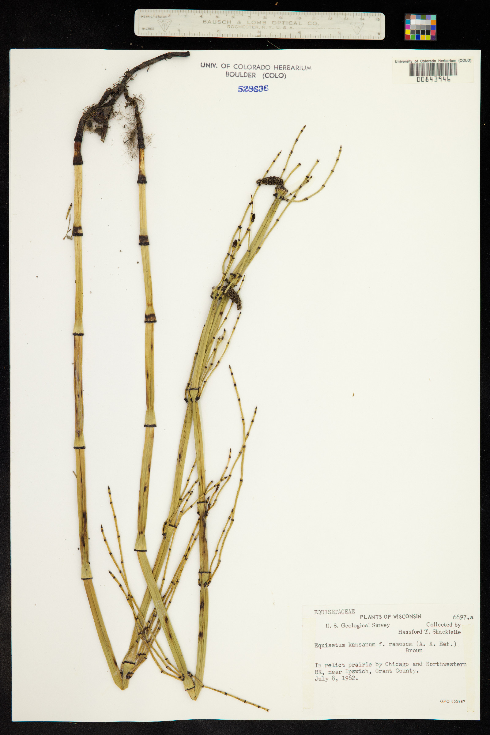 Equisetum laevigatum image