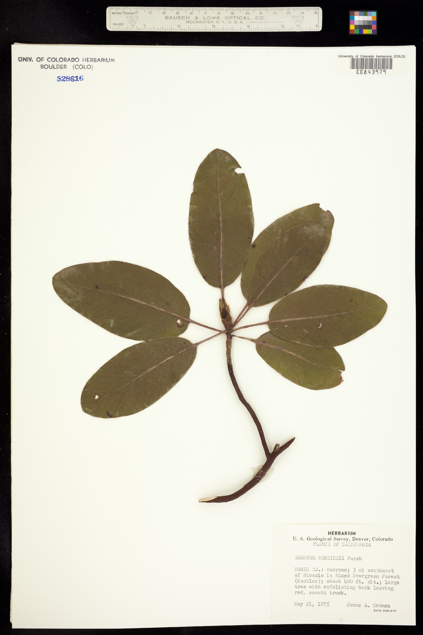 Arbutus menziesii image