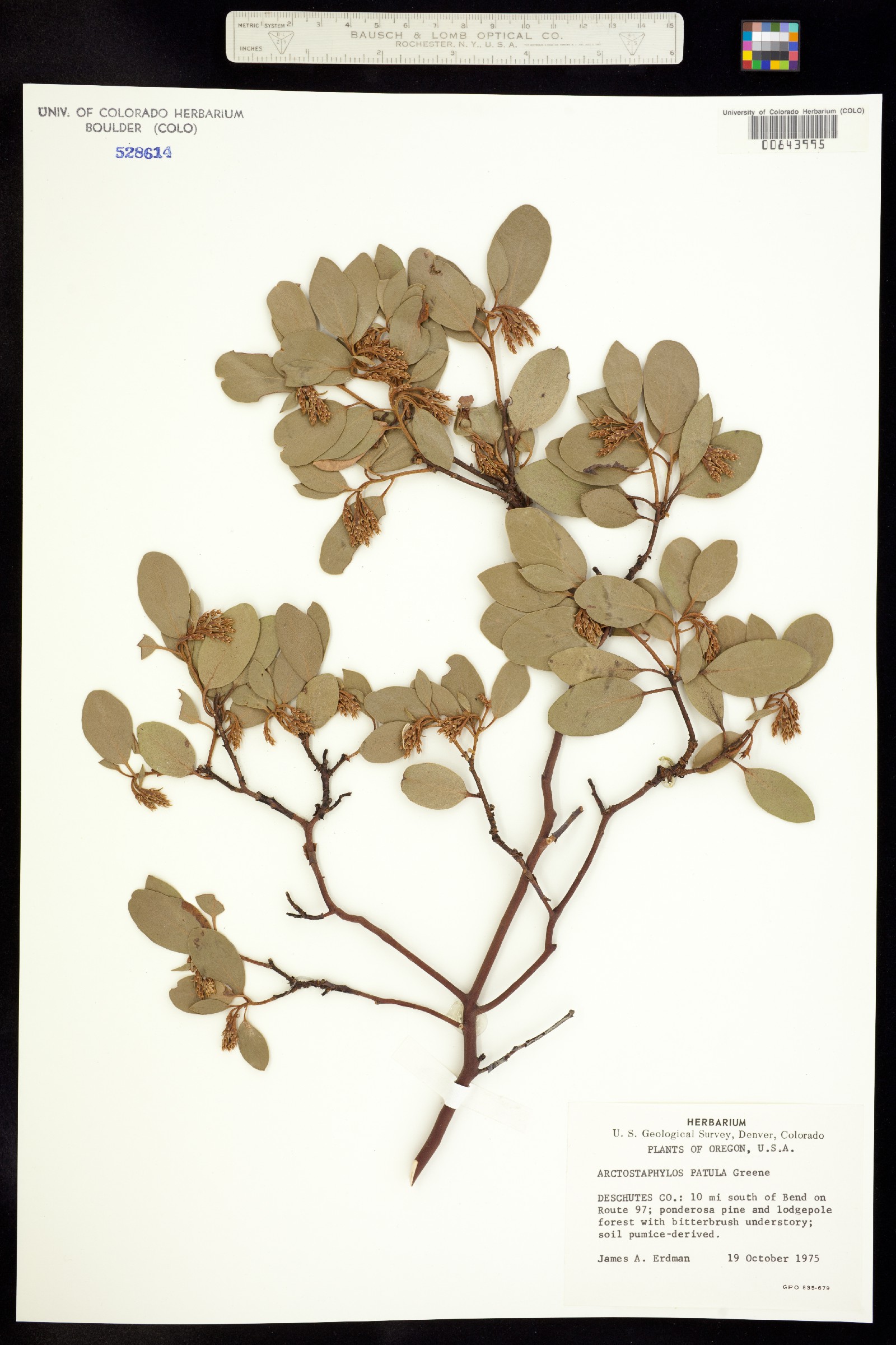 Arctostaphylos patula image