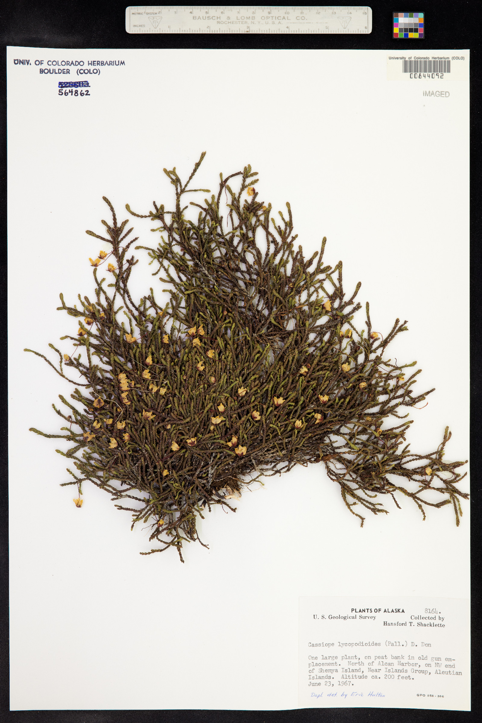 Cassiope lycopodioides image