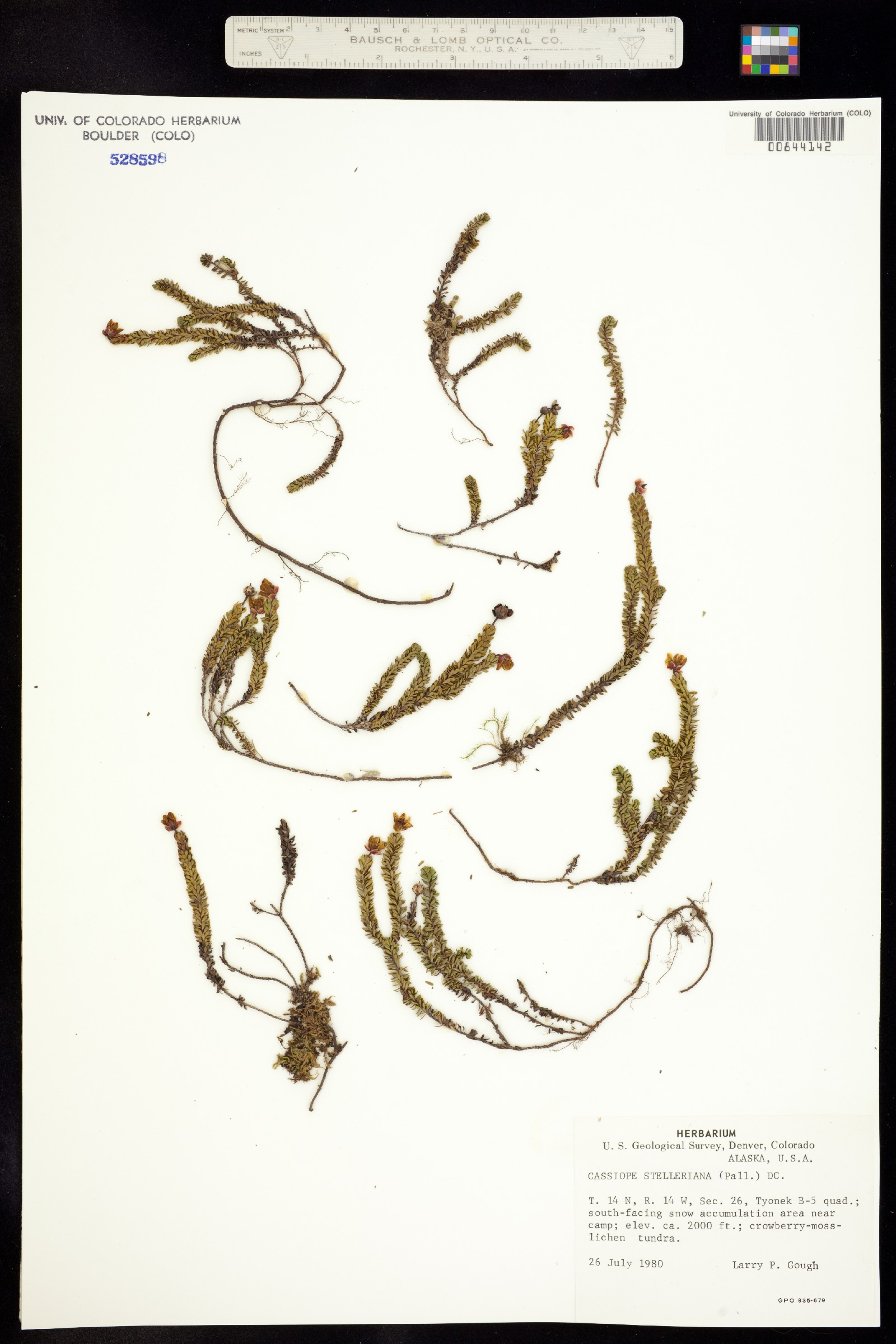 Harrimanella stelleriana image