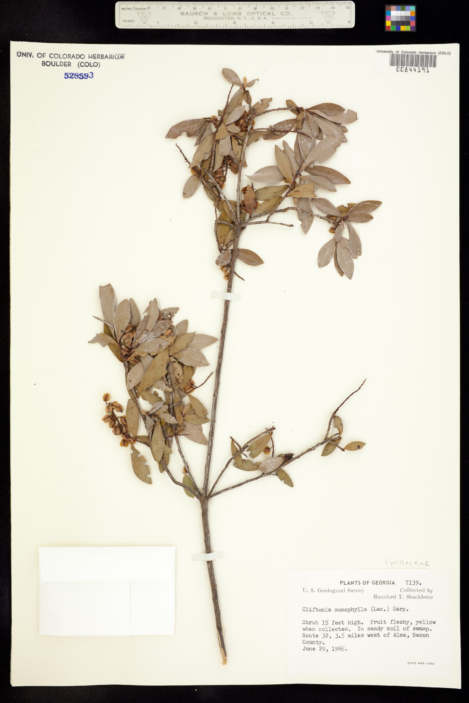 Cliftonia monophylla image