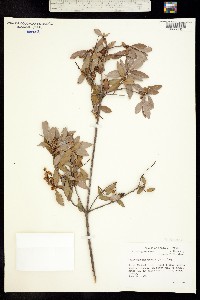 Image of Cliftonia monophylla