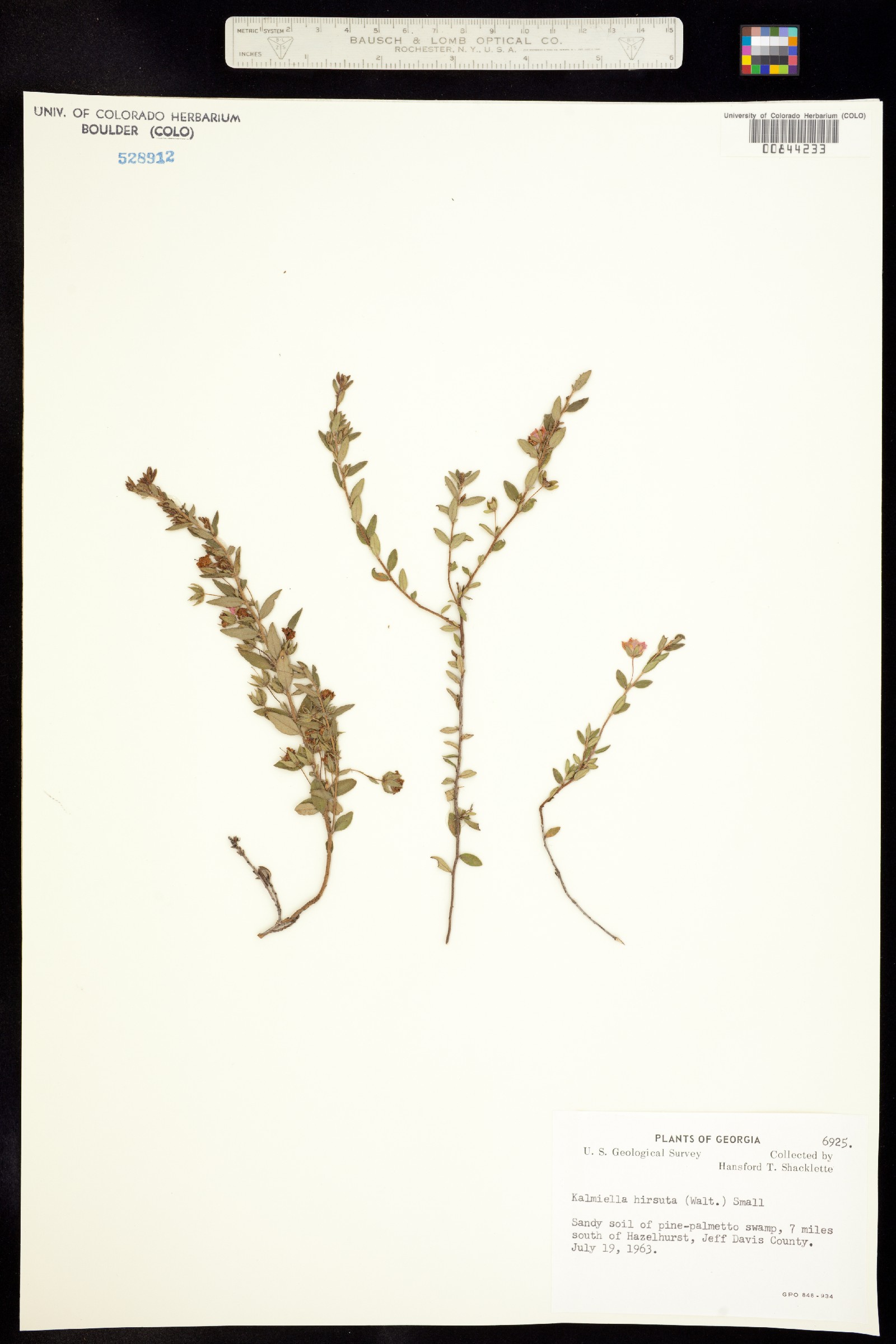 Kalmia hirsuta image