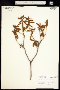 Image of Rhododendron groenlandicum