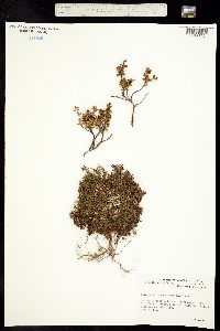 Image of Kalmia procumbens