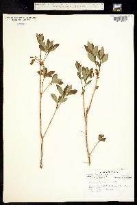 Rhododendron menziesii image