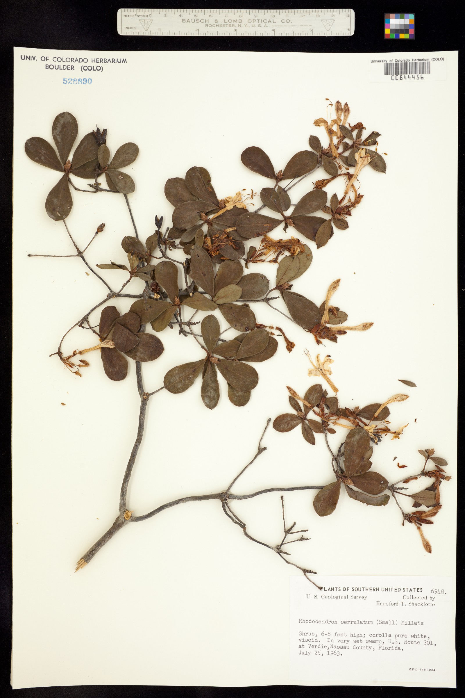 Rhododendron viscosum image