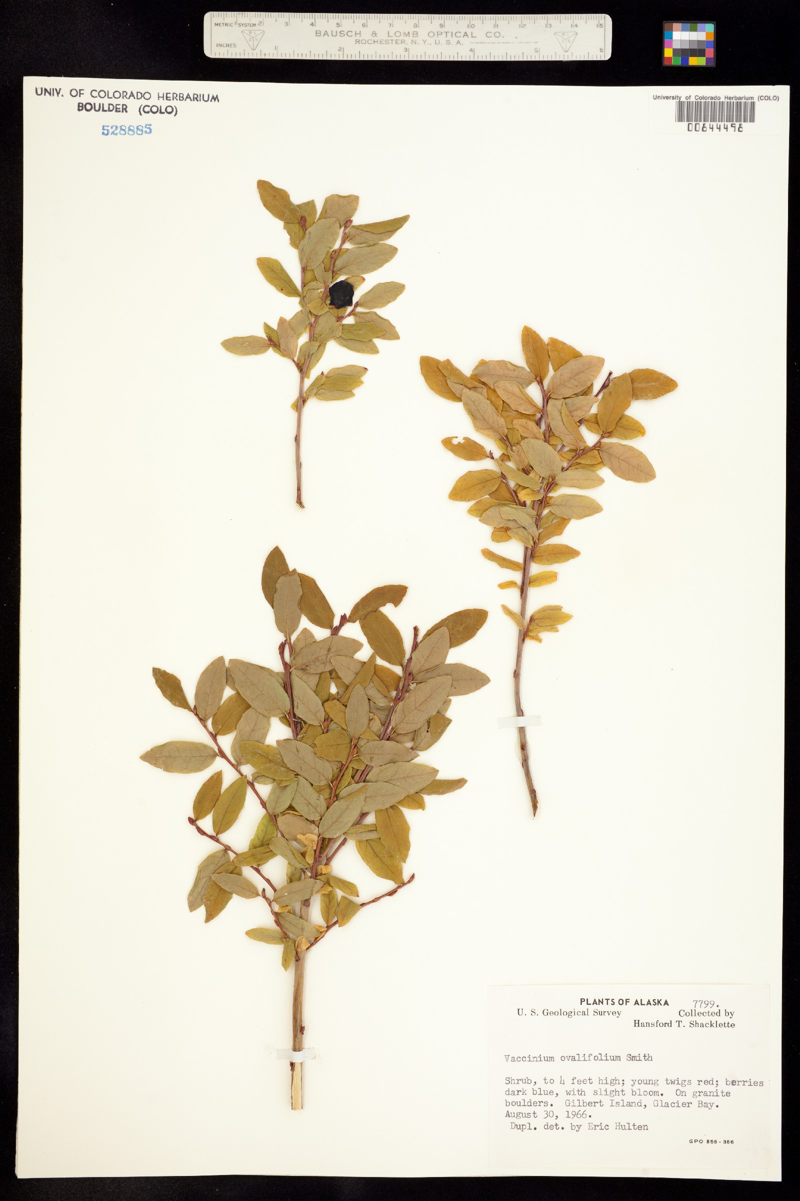 Vaccinium ovalifolium image